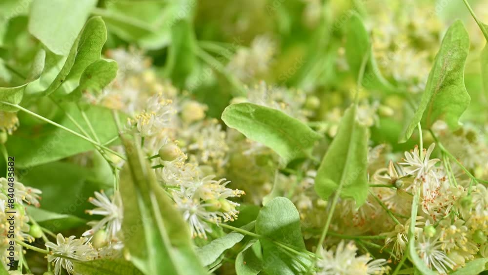 fresh linden flowers fresh linden flowers