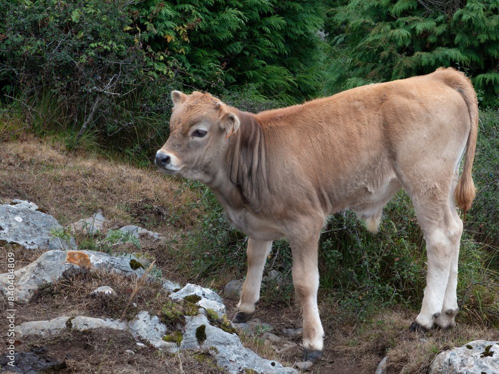 a young brown cow in a natural setting with rocks and vegetation, likely on a farm a young brown cow in a natural setting with rocks and vegetation, likely on a farm