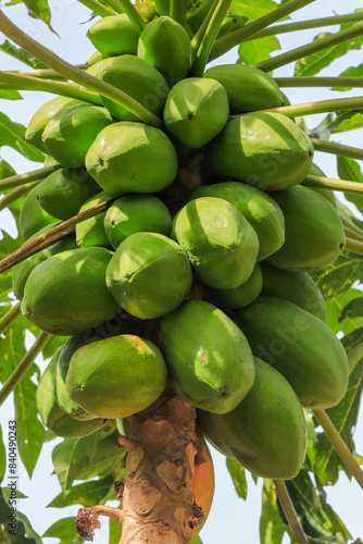 Papaya tree with many fruits at this popular highland tourist park, Bukit Kasih, Minahasa, North Sulawesi, Indonesia photo