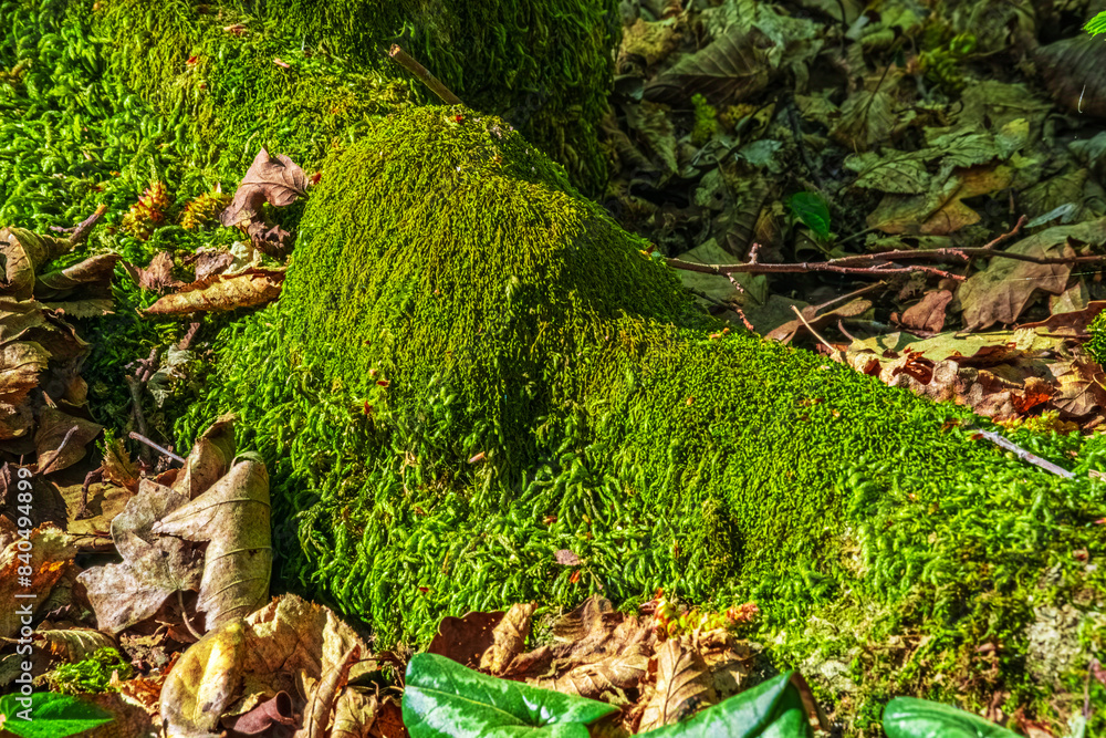 Mossy Tree. Close-up detail of a moss-covered tree in the forest. Metaphor idea of protecting our green planet. Mossy Tree. Close-up detail of a moss-covered tree in the forest. Metaphor idea of protecting our green planet.