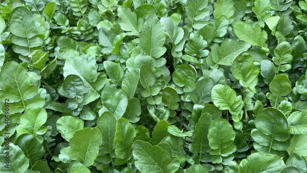 White Radish Thriving on an Organic Farm. A Glimpse into Agricultural Fields. White Radish Thriving on an Organic Farm. A Glimpse into Agricultural Fields.