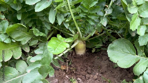 White Radish Cultivation in Farmland. Sustainable Agriculture in Action.