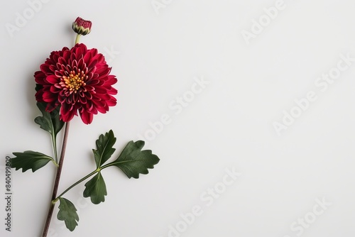 flower Photography, Chrysanthemum morifolium, copy space on right, Isolated on white Background photo