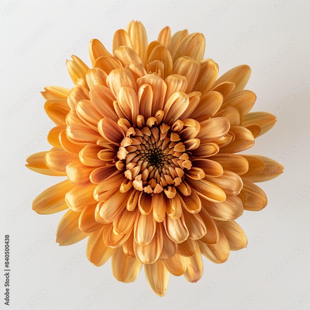 flower Photography, Chrysanthemum segetum, Close up view, Isolated on white Background flower Photography, Chrysanthemum segetum, Close up view, Isolated on white Background