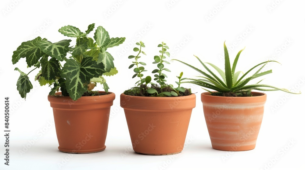 Set of Gardening plant pot on white background Set of Gardening plant pot on white background