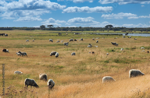 Hiddensee, Felder und Horizont