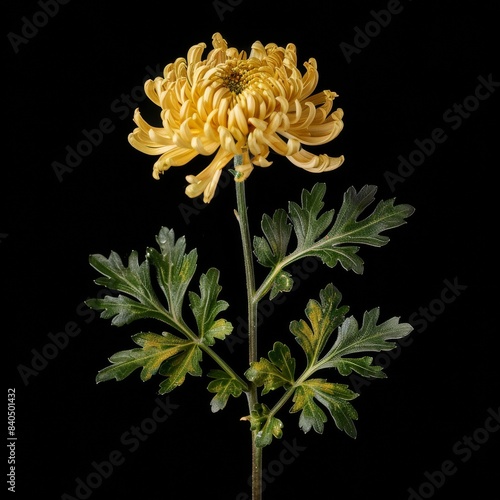 flower Photography, Chrysanthemum segetum copy space on right, Close up view, Isolated on black Background photo