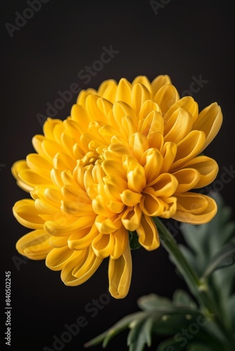 flower Photography  Chrysanthemum vestitum  copy space on right  Close up view  Isolated on black Background