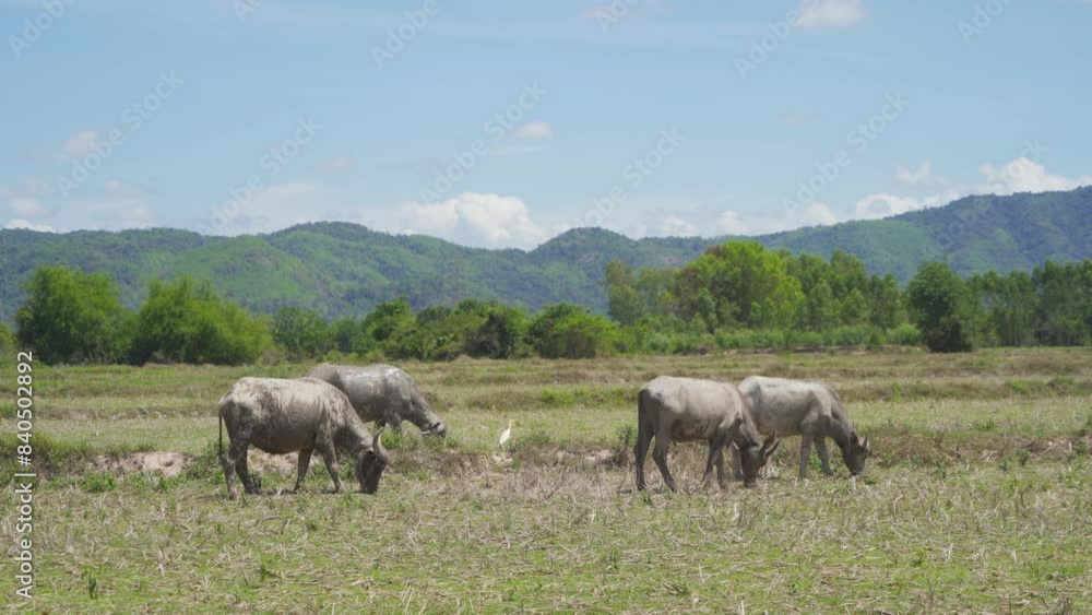 Thai Buffalo eating dry grass in a farm field. Animals in agriculture. Thai Buffalo eating dry grass in a farm field. Animals in agriculture.