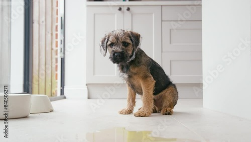 Toilet or house training border terrier puppy sitting on kitchen floor at home after wee - shot in slow motion
