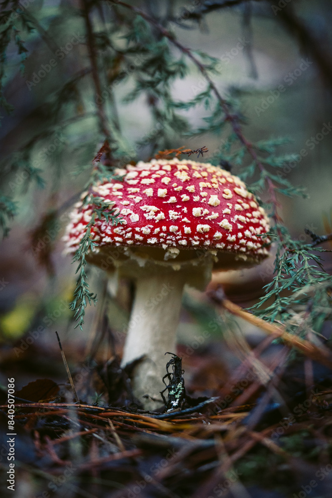 Fototapeta premium hongo venenoso amanita muscaria