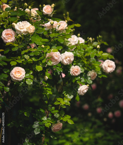 Wonderful roses in the garden in spring