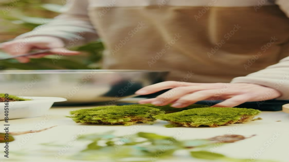 Vertical video, Side view of green moss for terrarium Vertical video, Side view of green moss for terrarium
