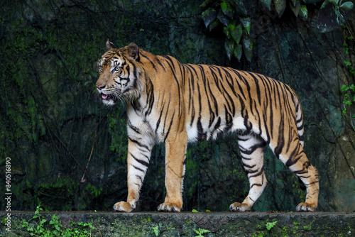 Close up Indochinese tiger is beautiful animal and dangerous in forest