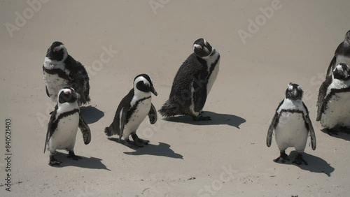 View of penguins on Boulders Beach, Seaforth, Table Mountain National Park, Cape Town, Western Cape, South Africa, Africa