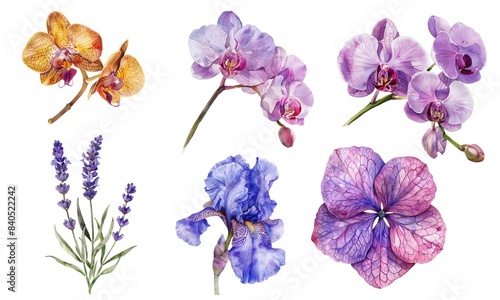 Set of watercolor orchid purple isolated on white background 