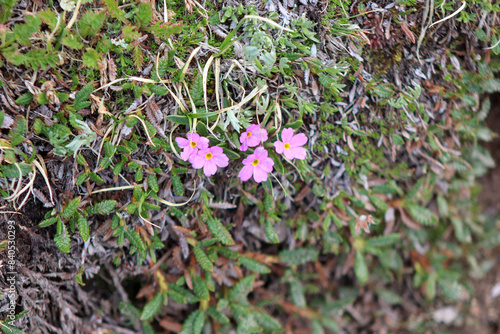 A close up of a purplish pink flowers. High quality photo photo