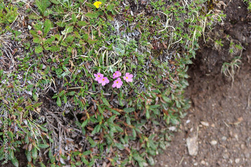 A close up of a purplish pink flowers. High quality photo photo