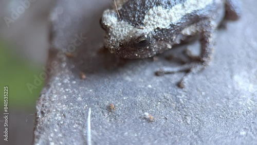 macro video of the Thai local bull frog eating ants
