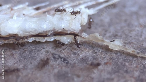 macro video of the Thai local  garden ants collecting food
