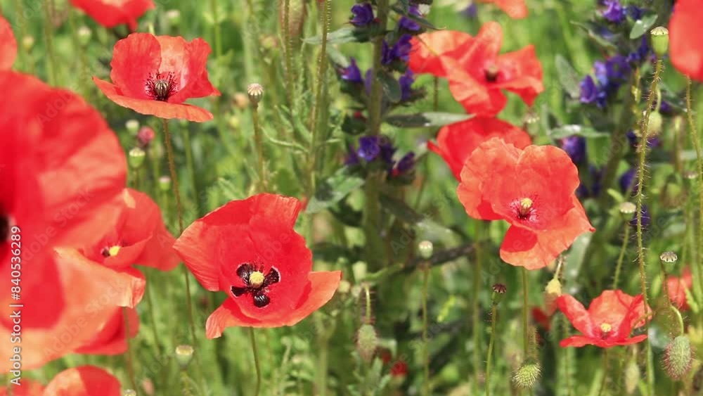 Papaver rhoeas. Glade with red poppies in the wind. Beautiful bright poppies on a sunny day. Field with flowers. Blooming red poppies on a blurred background Papaver rhoeas. Glade with red poppies in the wind. Beautiful bright poppies on a sunny day. Field with flowers. Blooming red poppies on a blurred background