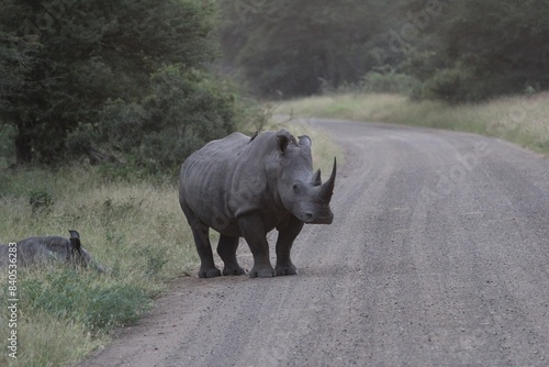 African savannah photo