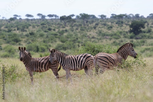 African savannah