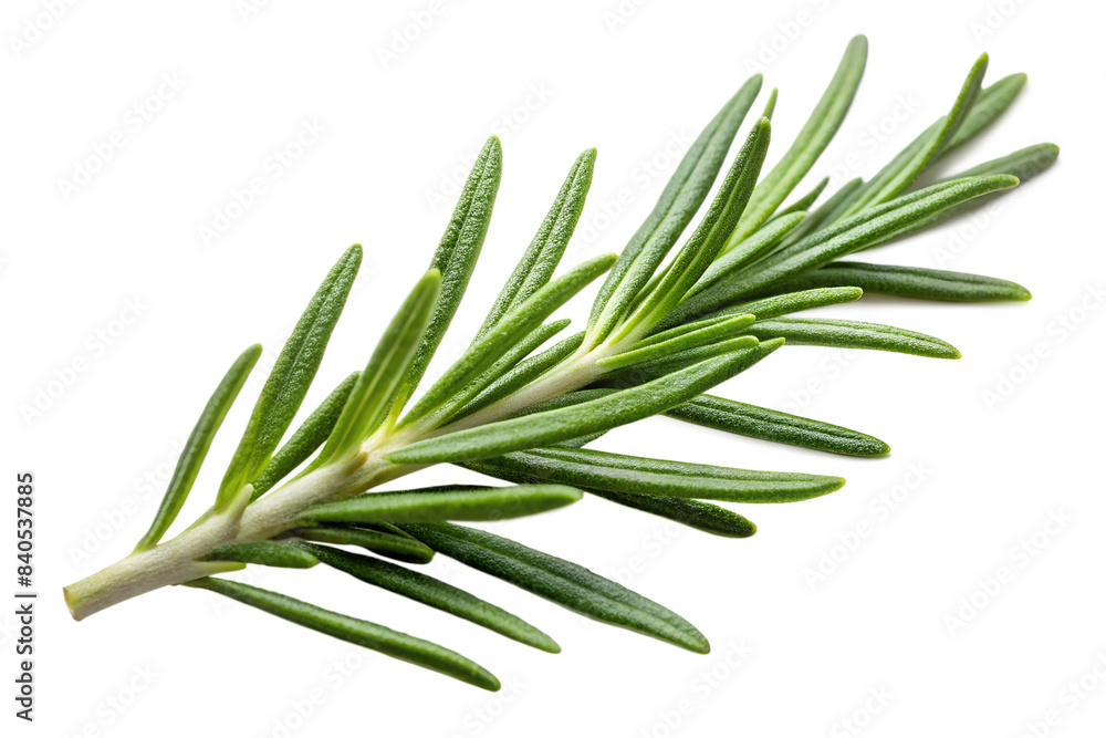Fototapeta premium Rosemary leaf on a transparent background, rosemary leaf png.