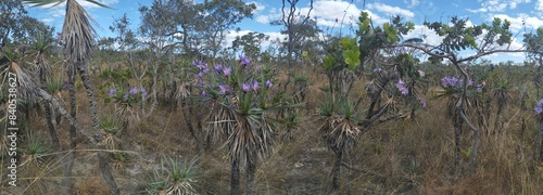 Flowering field of shin of rhea (Canela de ema - Vellozia sp.) in the Brazilian Cerrado, Goiás, Brazil photo