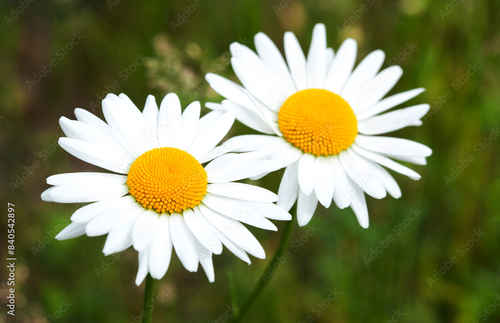 Blooming chamomile field in the garden. Growing herbal plants. Blooming chamomile field in the garden. Growing herbal plants.