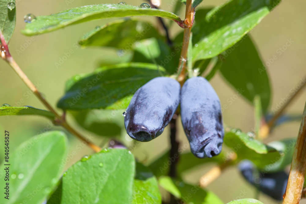 Ripe fruits of edible honeysuckle on the branches of a bush. Growing honeysuckle fruit bushes in the garden.