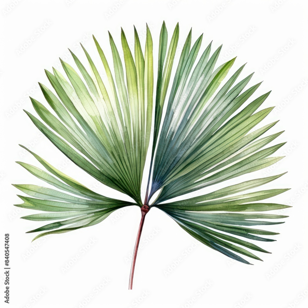 Palm Leaf isolated on white background Palm Leaf isolated on white background