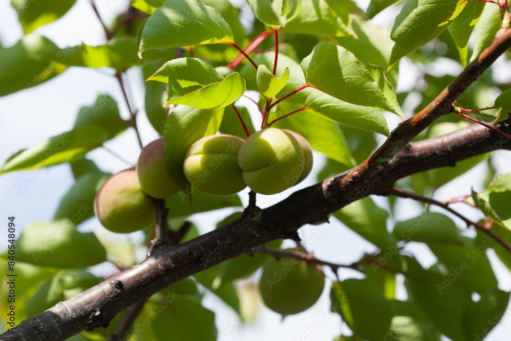 Apricot fruits on a tree in the garden. Fruit growing. Apricot fruits on a tree in the garden. Fruit growing.