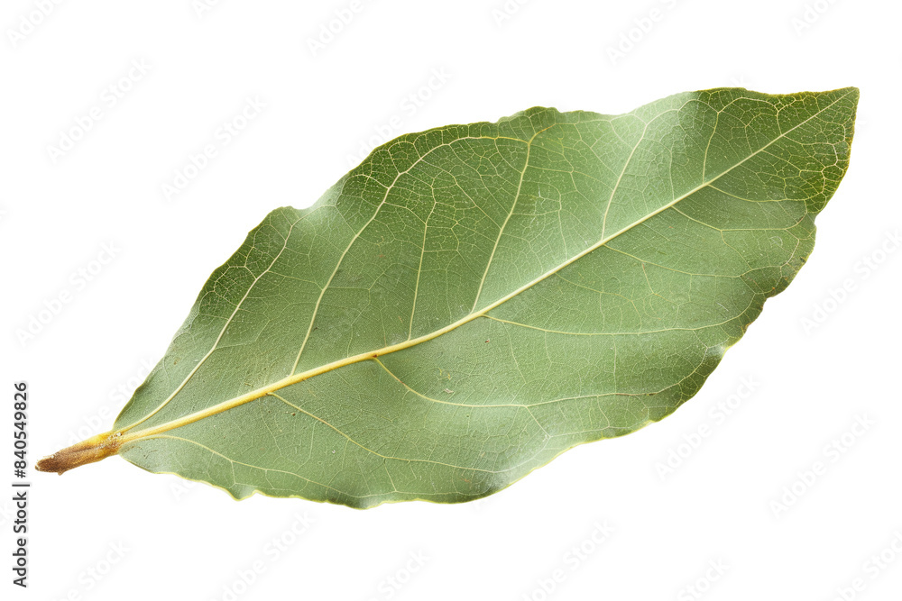 Fresh Bay Leaves Isolated on White Background - Aromatic Culinary Herb for Cooking and Seasoning - High-Quality Stock Photo for Food and Ingredient Themes Fresh Bay Leaves Isolated on White Background - Aromatic Culinary Herb for Cooking and Seasoning - High-Quality Stock Photo for Food and Ingredient Themes