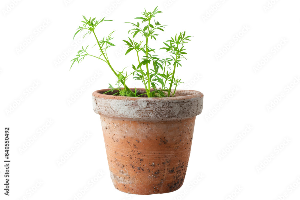 Young Green Plant in Rustic Terracotta Pot Isolated on White Background, Perfect for Gardening, Home Decor, and Nature-Themed Projects, High-Resolution Image