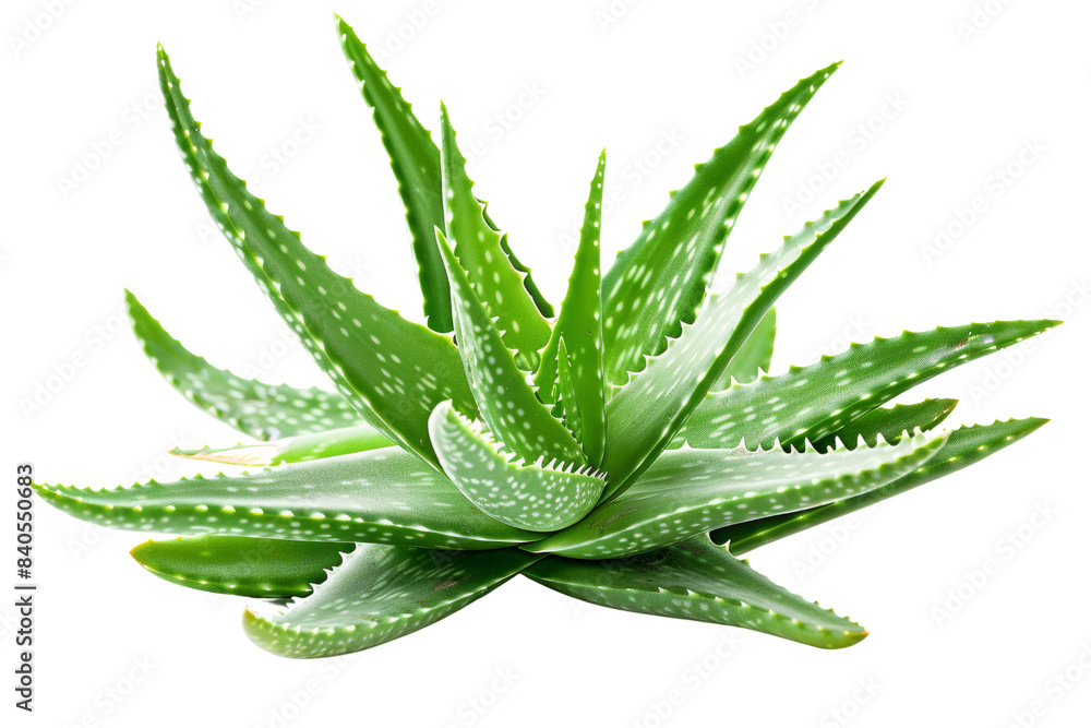 Close-Up of a Vibrant Green Aloe Vera Plant with Spiky Leaves Isolated on a White Background, Perfect for Natural Health and Skincare Concepts Close-Up of a Vibrant Green Aloe Vera Plant with Spiky Leaves Isolated on a White Background, Perfect for Natural Health and Skincare Concepts
