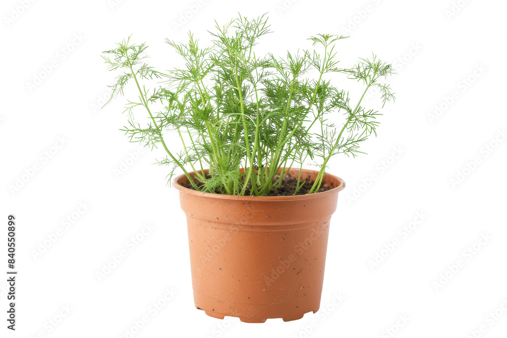 Fresh Dill Plant in Terracotta Pot Isolated on White Background - Vibrant Green Herb for Culinary Use and Gardening Enthusiasts Fresh Dill Plant in Terracotta Pot Isolated on White Background - Vibrant Green Herb for Culinary Use and Gardening Enthusiasts