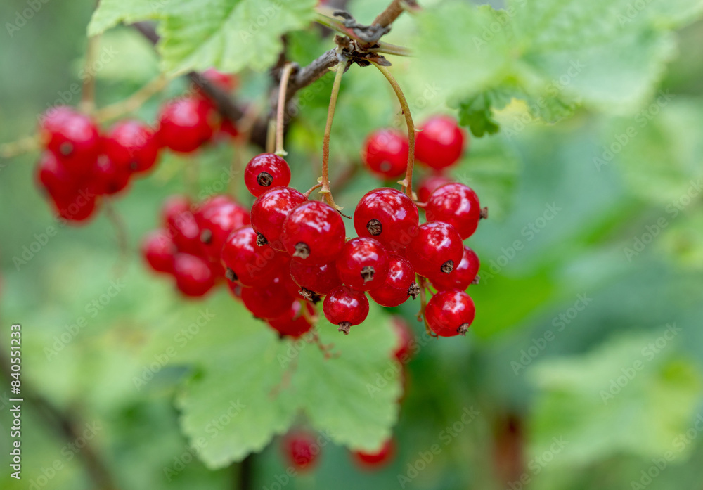 Flowering and fruiting of red currant. Ripe red currants in the garden. Growing red currants. Flowering and fruiting of red currant. Ripe red currants in the garden. Growing red currants.