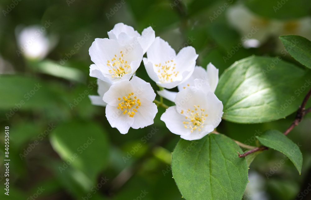 Flowering shrub mock orange, white flowers close-up against the sky. Flowering shrub mock orange, white flowers close-up against the sky.