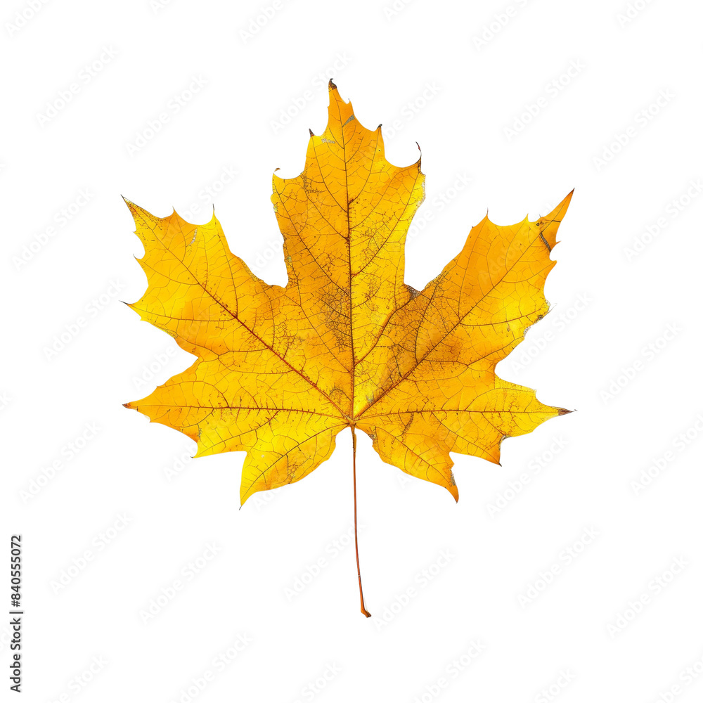 Bright yellow maple leaf isolated on a white background, showcasing the rich colors and intricate details of autumn foliage. Bright yellow maple leaf isolated on a white background, showcasing the rich colors and intricate details of autumn foliage.