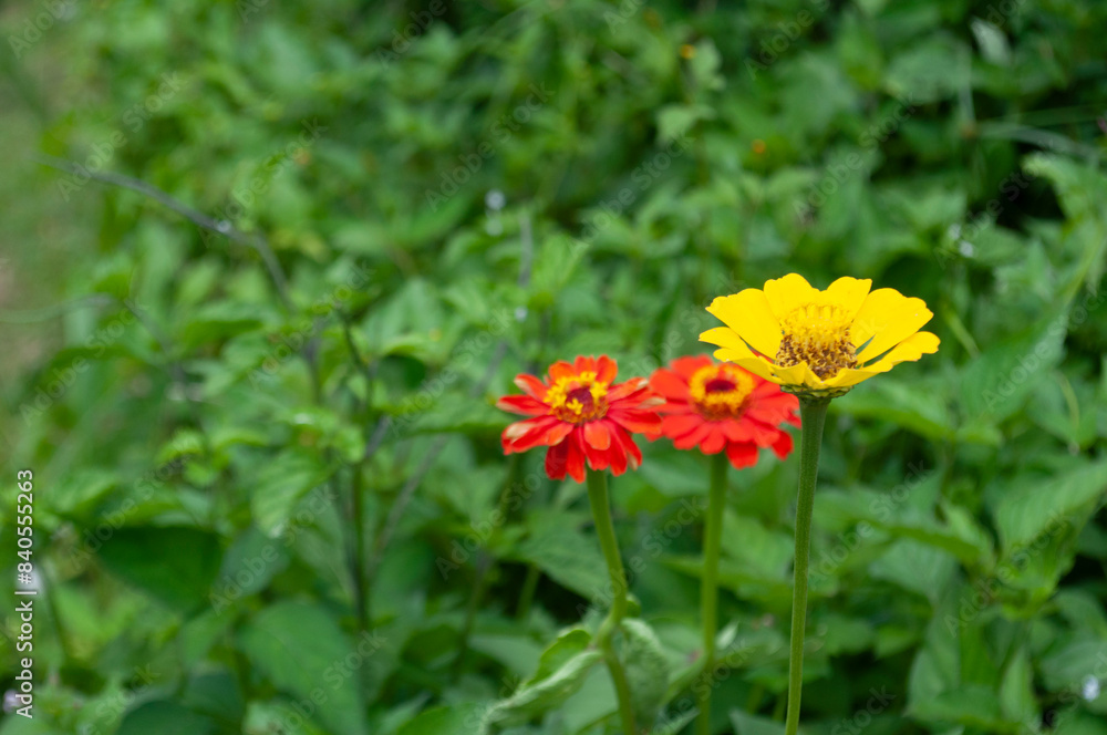 Close up view of yellow and red flowers with customizable space for text or message. Flora concept. Close up view of yellow and red flowers with customizable space for text or message. Flora concept.