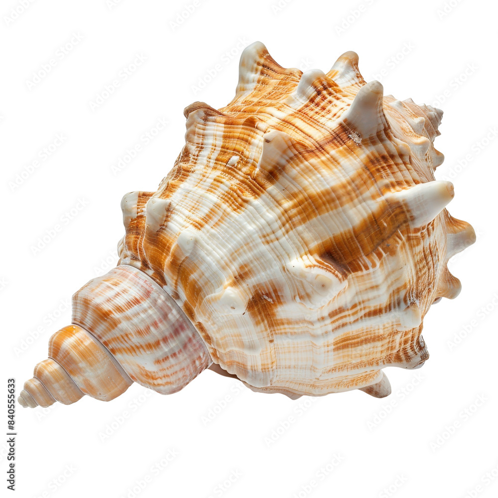 Close-up of a beautiful, textured conch shell with orange and white patterns, isolated on a clean white background. Close-up of a beautiful, textured conch shell with orange and white patterns, isolated on a clean white background.