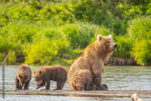 Photos Ruling the landscape, brown bears of Kamchatka (Ursus arctos beringianus)