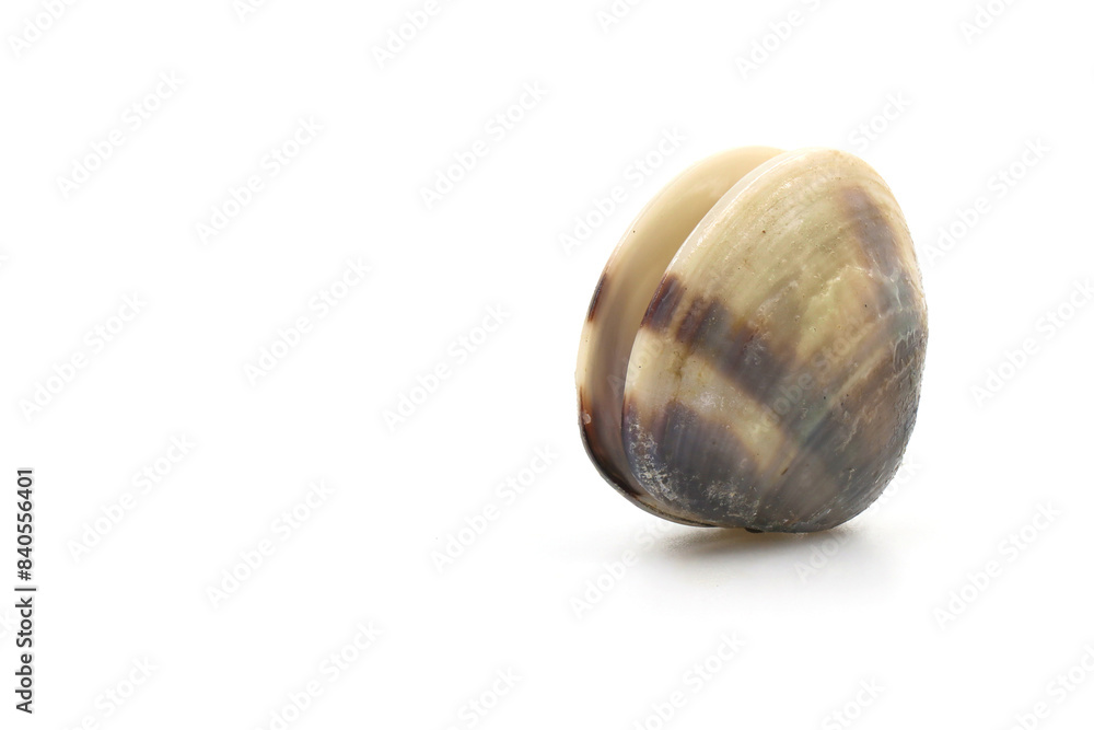 Closed up fresh baby clams, venus shell, shellfish, carpet clams, short necked clams, as raw food from the sea are the seafood ingredients. fresh clams isolated on white background. Closed up fresh baby clams, venus shell, shellfish, carpet clams, short necked clams, as raw food from the sea are the seafood ingredients. fresh clams isolated on white background.