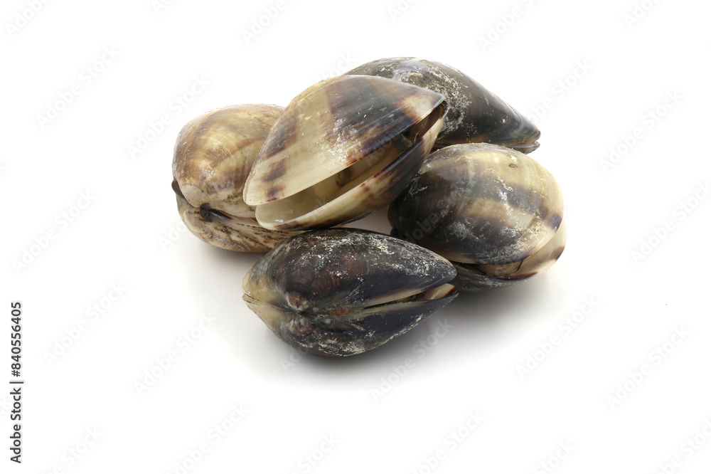 Closed up fresh baby clams, venus shell, shellfish, carpet clams, short necked clams, as raw food from the sea are the seafood ingredients. fresh clams isolated on white background. Closed up fresh baby clams, venus shell, shellfish, carpet clams, short necked clams, as raw food from the sea are the seafood ingredients. fresh clams isolated on white background.