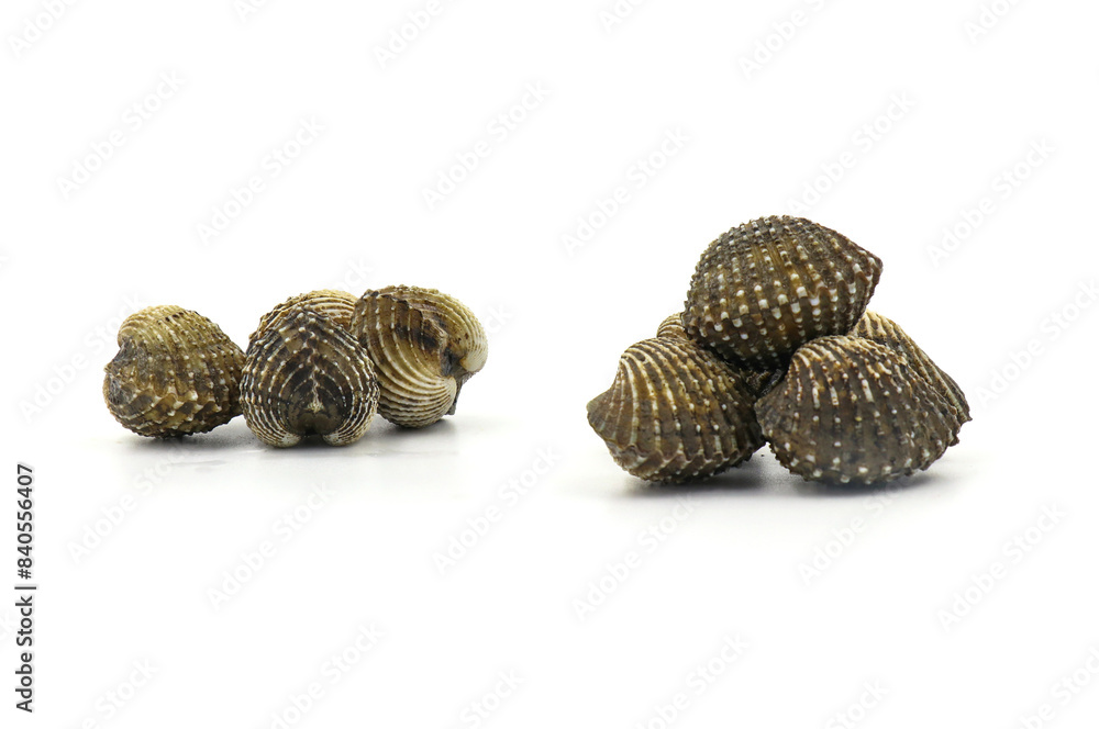 This is a close-up photo of a white background clam shell, commonly known as a cockle. seafood. This shell is often found on sandy. This is a close-up photo of a white background clam shell, commonly known as a cockle. seafood. This shell is often found on sandy.