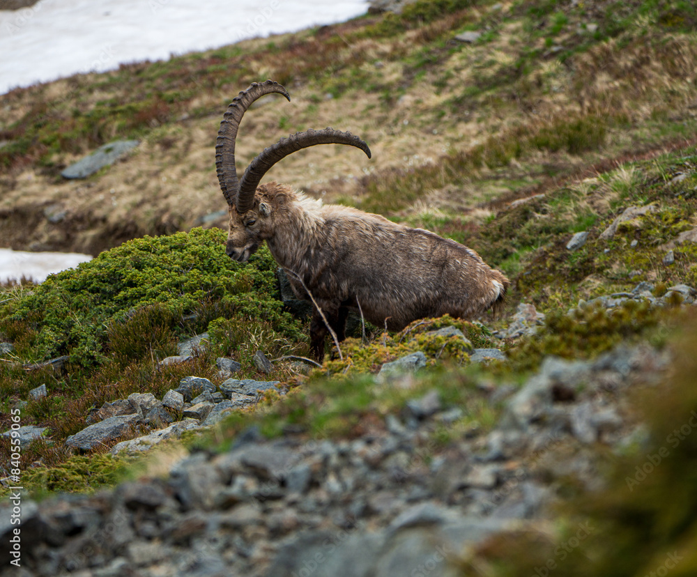 Ibex Sitting Peacefully and Enjoying the Grass - Chamonix Massif, Alps
