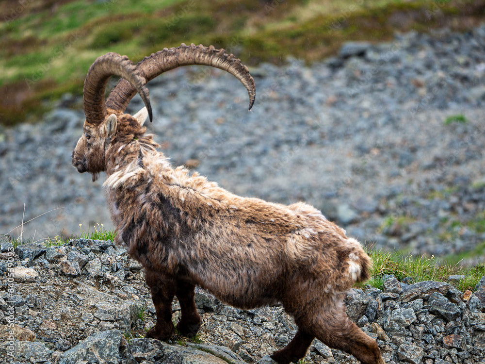 Wise Old Ibex with Impressive Horns Resting and Gazing at the Horizon Wise Old Ibex with Impressive Horns Resting and Gazing at the Horizon