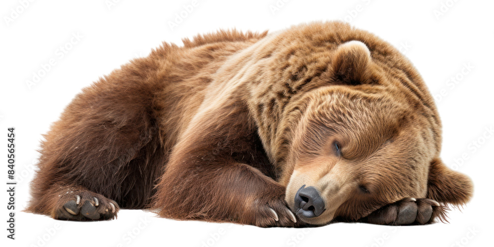 Fototapeta premium PNG Lazy bear wildlife sleeping mammal