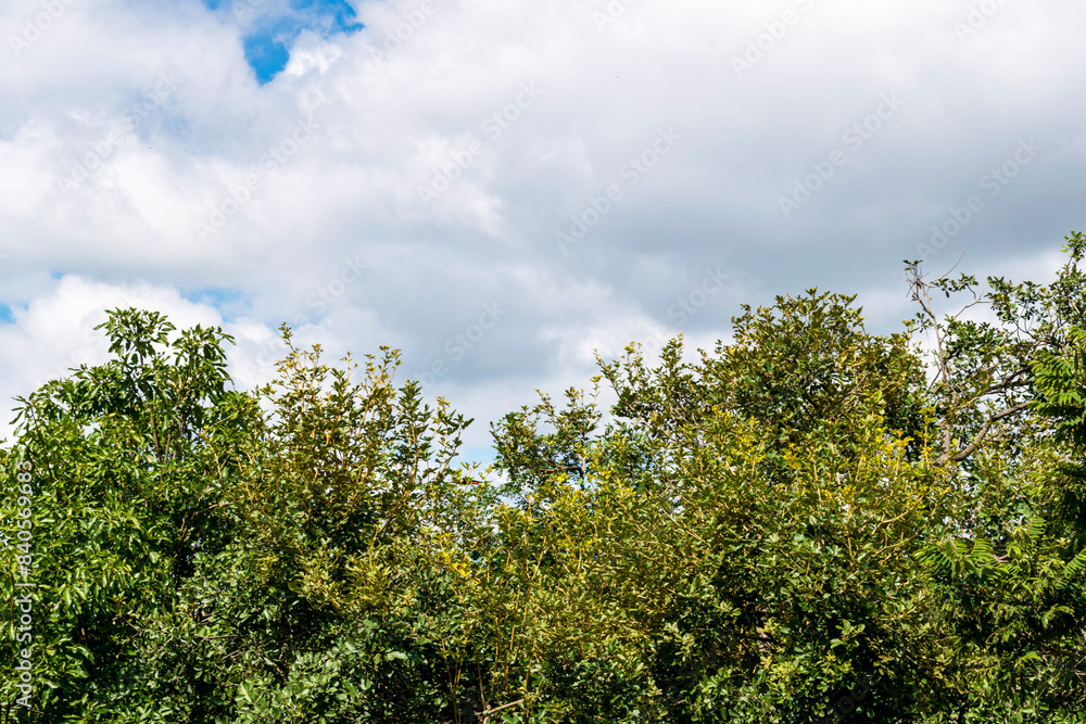 Tropical rural panorama. Trees. Blue sky with clouds. Space for advertising. Horizontal. Tropical rural panorama. Trees. Blue sky with clouds. Space for advertising. Horizontal.